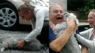 VIDEO: perro se desmaya al reencontrarse con su dueña luego de dos años