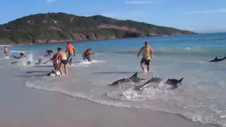 VIDEO: turistas salvaron a más de 30 delfines varados en una playa de Brasil