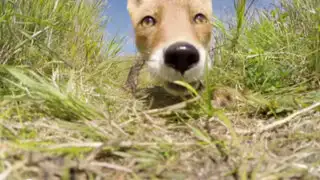 Zorro intentó comerse una cámara GoPro de un investigador en Alaska
