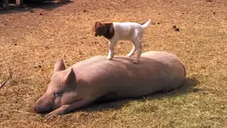 VIDEO: adorable cabra bebé se divierte jugando sobre el lomo de un cerdo