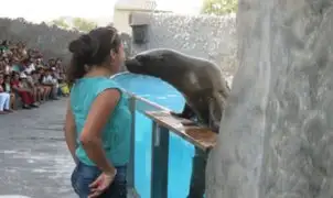 Los lobos marinos, uno de los mayores atractivos del Zoológico de Huachipa