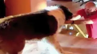 VIDEO: perro San Bernardo teme bajar las escaleras
