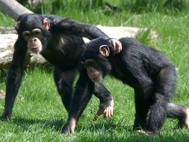 Científicos descifran más de 60 gestos que utilizan los chimpancés para comunicarse