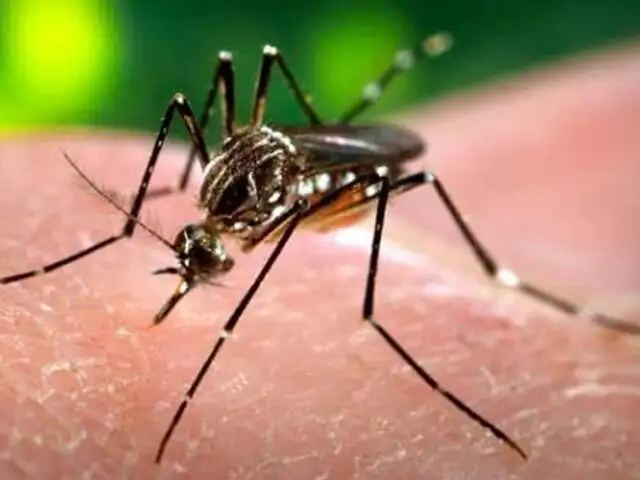 Reportan tercer caso de fiebre chikungunya en el Perú