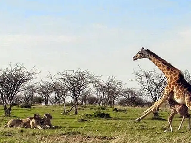 VIDEO: mamá jirafa protege a su cría de una manada de leones