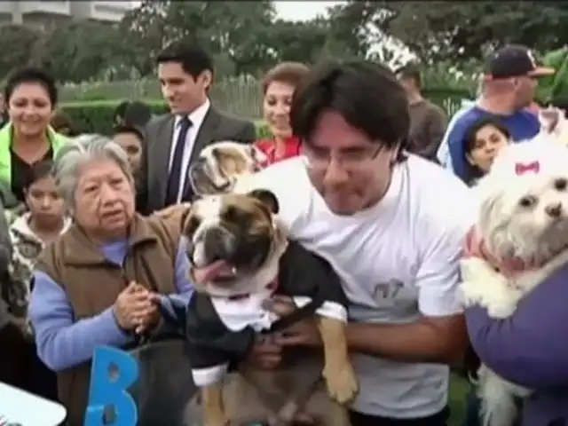 Bulldog que sorprende con su habilidad con el skate cumplió dos años de vida