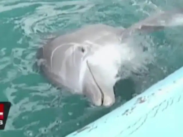 Denuncian traslado irregular de delfines Yaku y Wayra a Jamaica