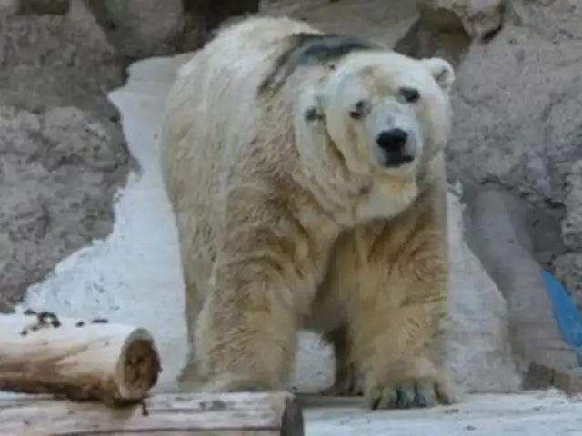 Recolectan más de 300 mil firmas para que trasladen al oso ‘Arturo’ a Canadá