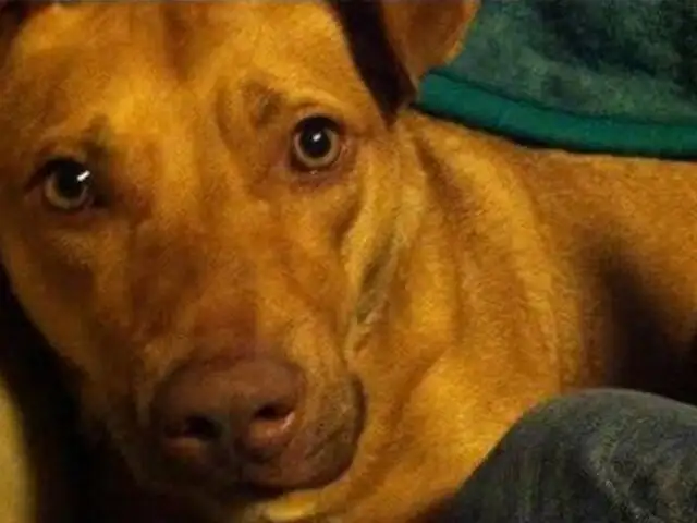 EEUU: mujer demanda a policías por asesinar a balazos a su mascota