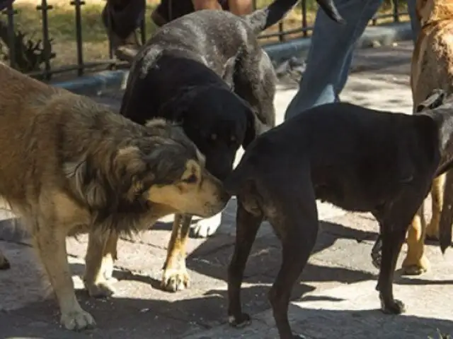 No más mitos: determinan por qué los perros se huelen el trasero