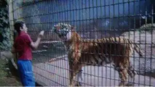 Brasil: padre de menor atacado por un tigre podría ir a la carcel