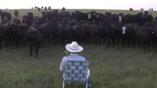 VIDEO: pastor asombra al mundo con curioso método para atraer a su ganado