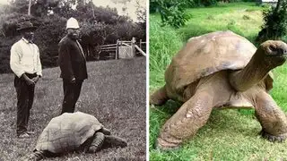 Las asombrosas fotos de la tortuga Jonathan tomadas en 1902 y en la actualidad