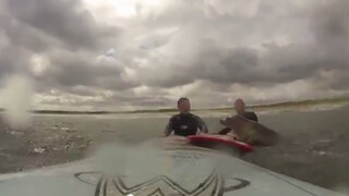 Foca sorprendió a dos surfistas y "navega" junto a ellos en mar de Inglaterra