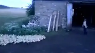 VIDEO: un ‘ejército’ de patos avanza a las órdenes de un granjero ruso