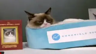 EEUU: ‘Grumpy cat’ realiza gira para promocionar su libro