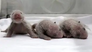 FOTOS: después de varios años nacen pandas trillizos en zoológico de China