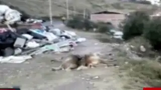 Cusco: aparecen muertos más de 50 perros en parque de Sacsayhuamán