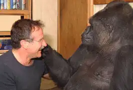 Gorila amigo de Robin Williams lloró tras enterarse muerte del actor