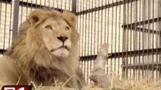 Rescatan leones que eran maltratados en circos del interior del Perú