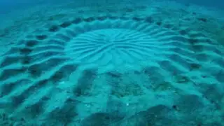 Misterio resuelto: descubre quiénes están detrás de estos círculos submarinos