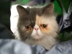 VIDEO: conoce a Pixie, la ‘gata más triste del mundo’