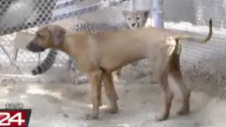 VIDEO: amistad entre un guepardo y un perro sorprende a visitantes de zoológico