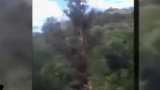 VIDEO: árbol que talaba le cae encima y lo mata