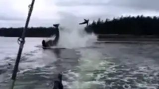 VIDEO: ballena asesina lanza 6 metros en el aire a una foca bebé