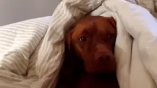 VIDEO: conoce a Óscar, el perro que odia despertarse en las mañanas