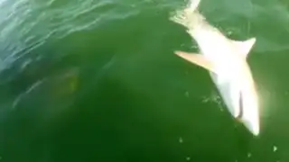 VIDEO: tiburón de metro y medio ‘desaparece’ en las fauces de otro enorme pez