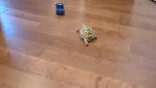 VIDEO: tortuga demuestra su velocidad y reta a camioneta de juguete