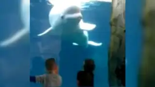 VIDEO: una beluga ‘juega’ a asustar a los niños en un acuario