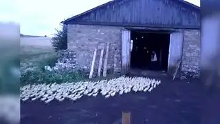 VIDEO: granjero adiestra a sus patos como si se tratase de un ejército