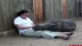 Sudáfrica: rinoceronte que perdió a su madre se encariña con su cuidadora
