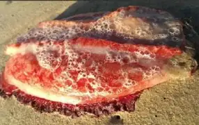 Hallan misteriosa criatura marina varada en playa de Australia