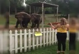 VIDEO: dos elefantes bailan al ritmo del violín en Estados Unidos
