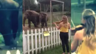 VIDEO: violinista hace bailar a elefantes con la música de Bach