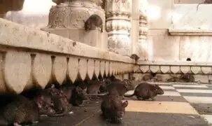'Karni Mata': el templo infestado de ratas que atrae a miles de turistas en la India
