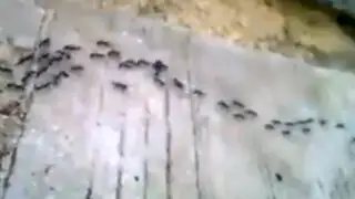 VIDEO: mira cómo esas sofisticadas hormigas ‘remolcan’ a su presa