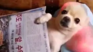 VIDEO: perro asiático recibe un masaje muy estimulante