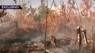 Tala y quema en Ucayali: continúa la devastación de la selva peruana