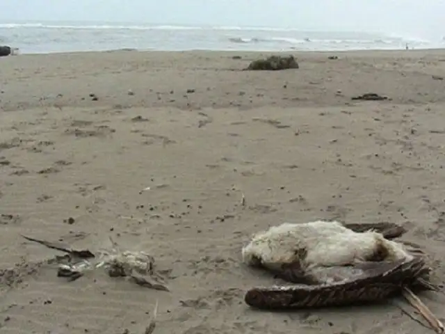 Lambayeque: más de 100 pelícanos y piqueros mueren en playa del Puerto Eten