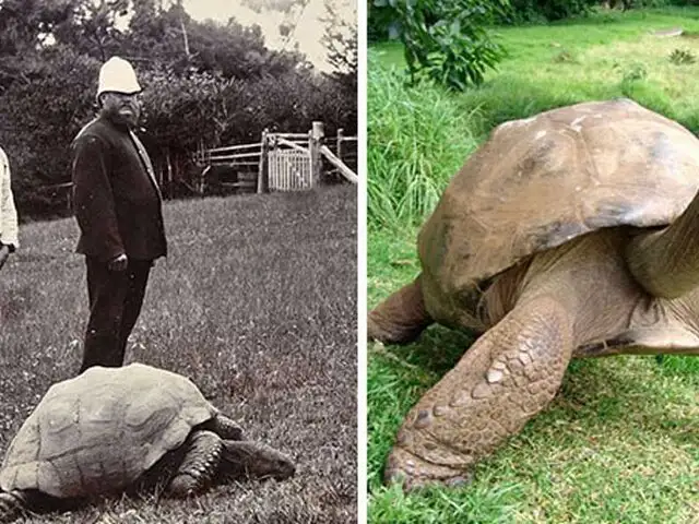 Las asombrosas fotos de la tortuga Jonathan tomadas en 1902 y en la actualidad