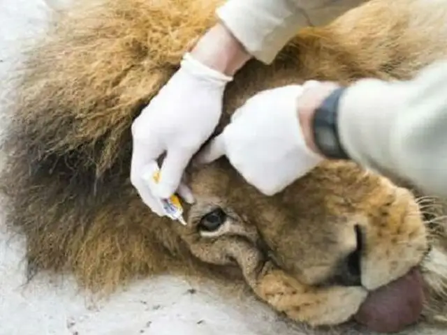 México: rescatan a dos leones abandonados por un circo en Yucatán