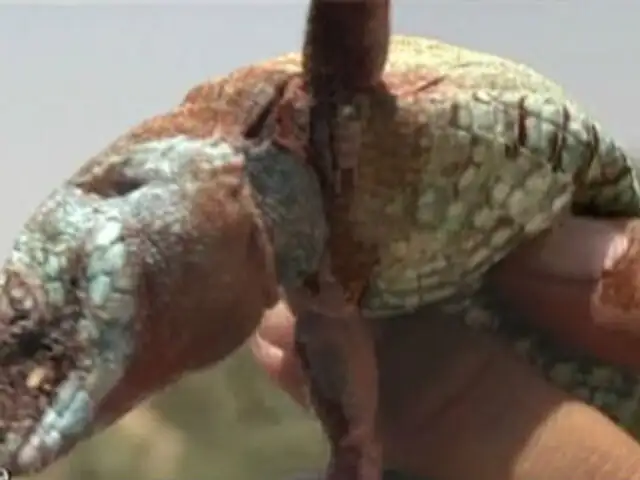 VIDEO: ¿Ya probó el delicioso y extravagante ceviche de lagartija?
