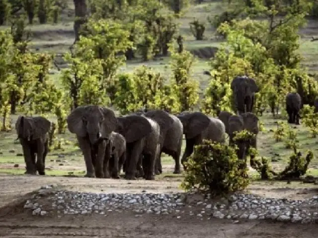 Pareja africana escapó de ataque de elefantes pidiéndoles disculpas