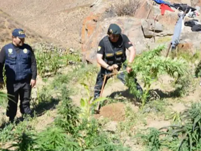 Incautan 3,000 plantas de marihuana en dos chacras de la provincia de Huaura