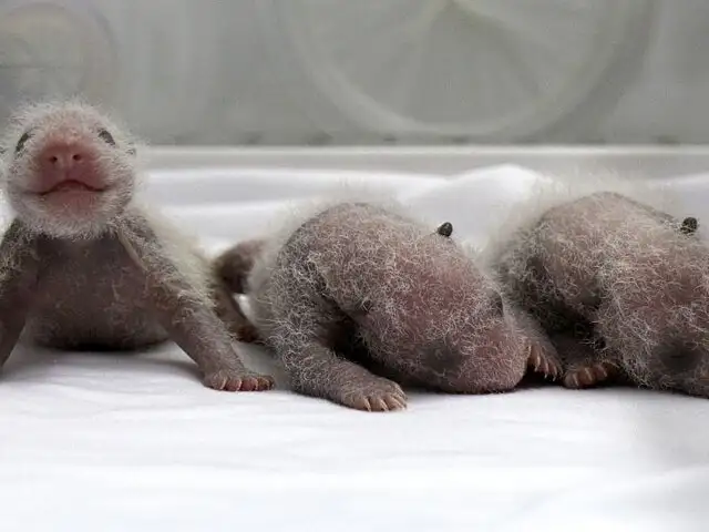 FOTOS: después de varios años nacen pandas trillizos en zoológico de China