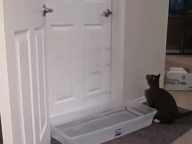 VIDEO: Gato tiene asombroso talento para abrir cualquier puerta